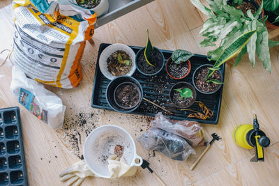 The Health Benefits of Gardening￼